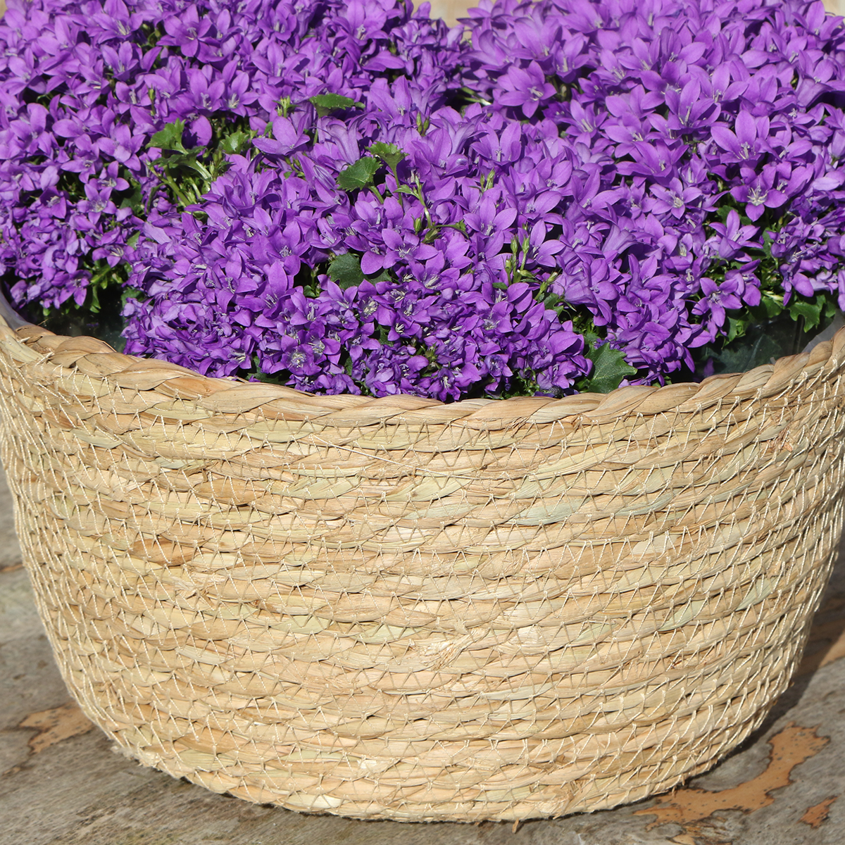 Campanula Addenda Ambella Paars Rieten mand met Campanula met watergeefsysteem 3 stuks 12cm