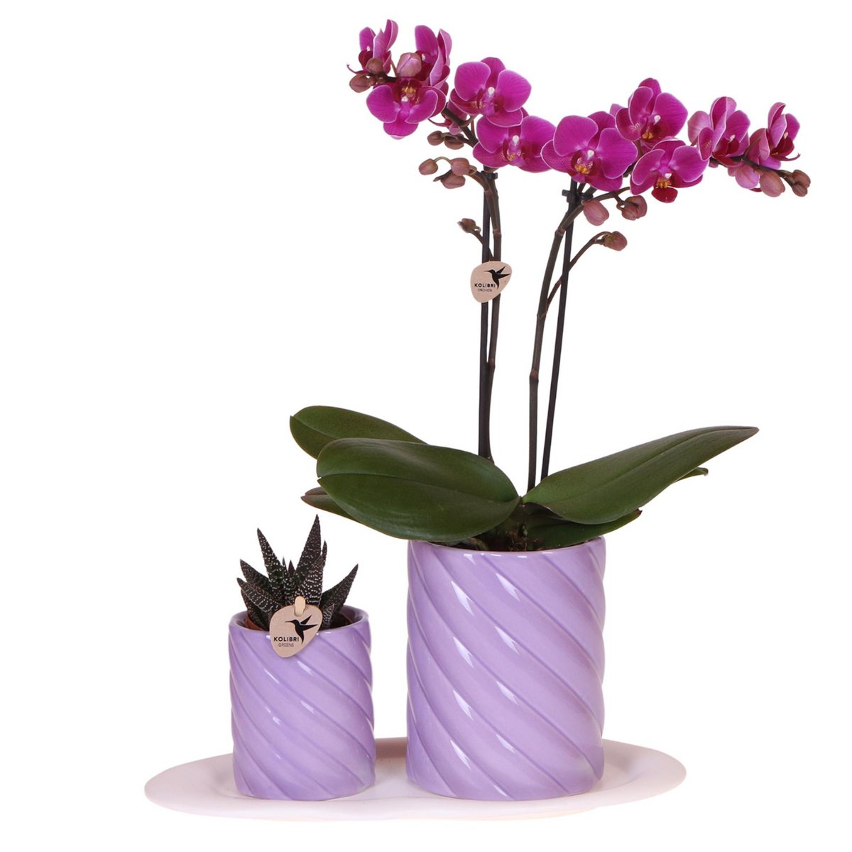 Gift set Groene plant met oranje Phalaenopsis orchidee in Snoep sierpot Lila op wit organisch dienblad