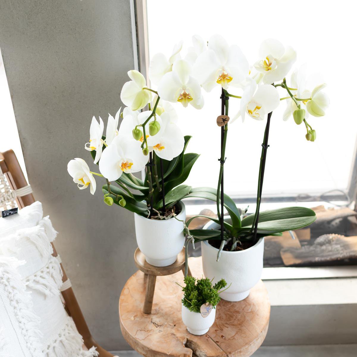 Houten krukje plantenstandaard Ø12cm