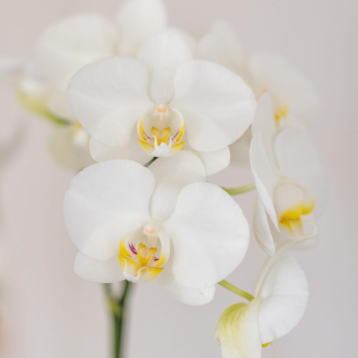 Set van witte orchidee en succulent in Tube sierpot wit - potmaat Ø9cm