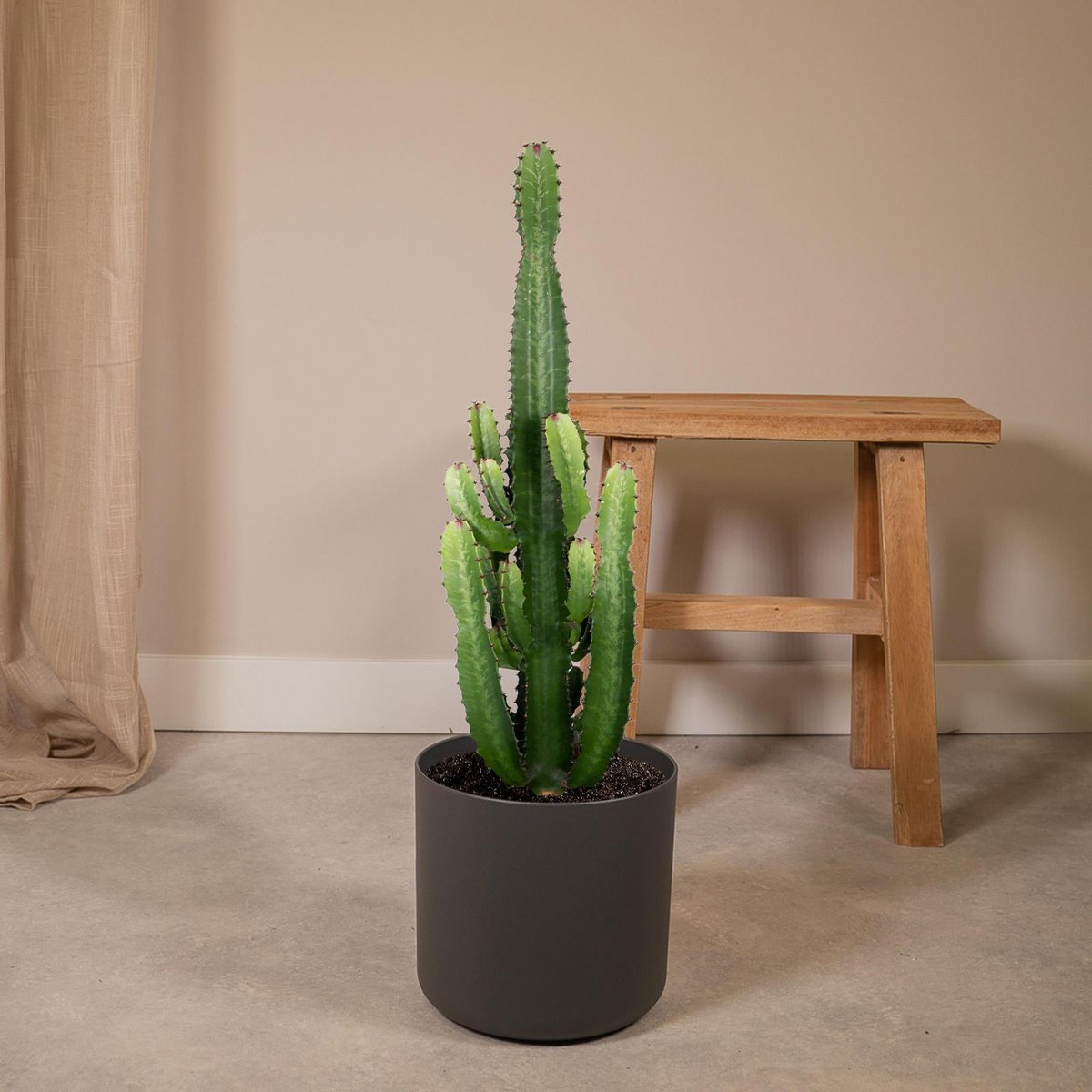 Euphorbia Acruensis Cactus Ø24cm - ↕60cm