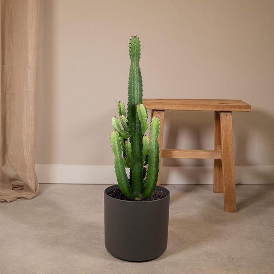 Euphorbia Acruensis Cactus Ø24cm - ↕60cm