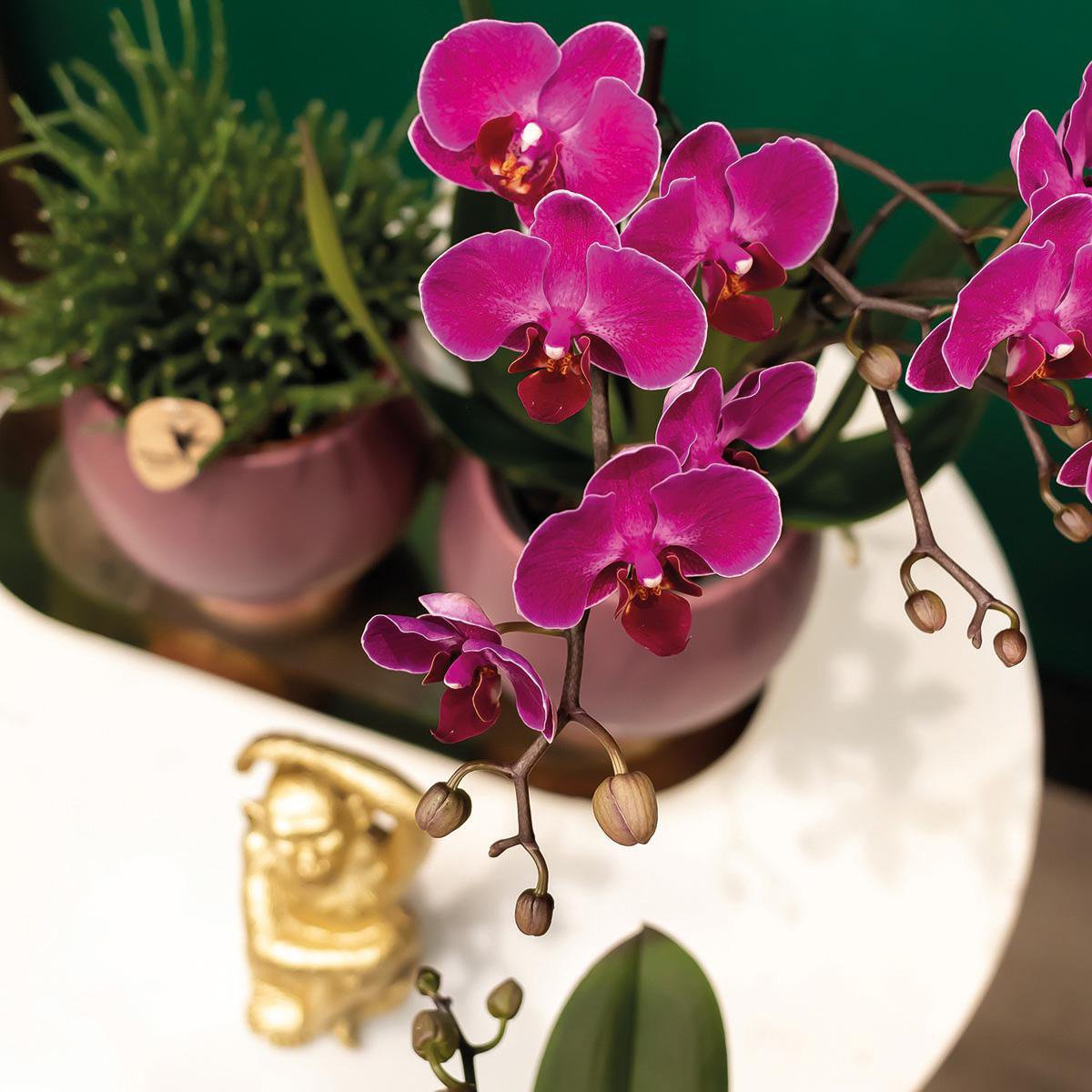 Bundel van 2 paarse phalaenopsis orchideeën potmaat Ø9cm