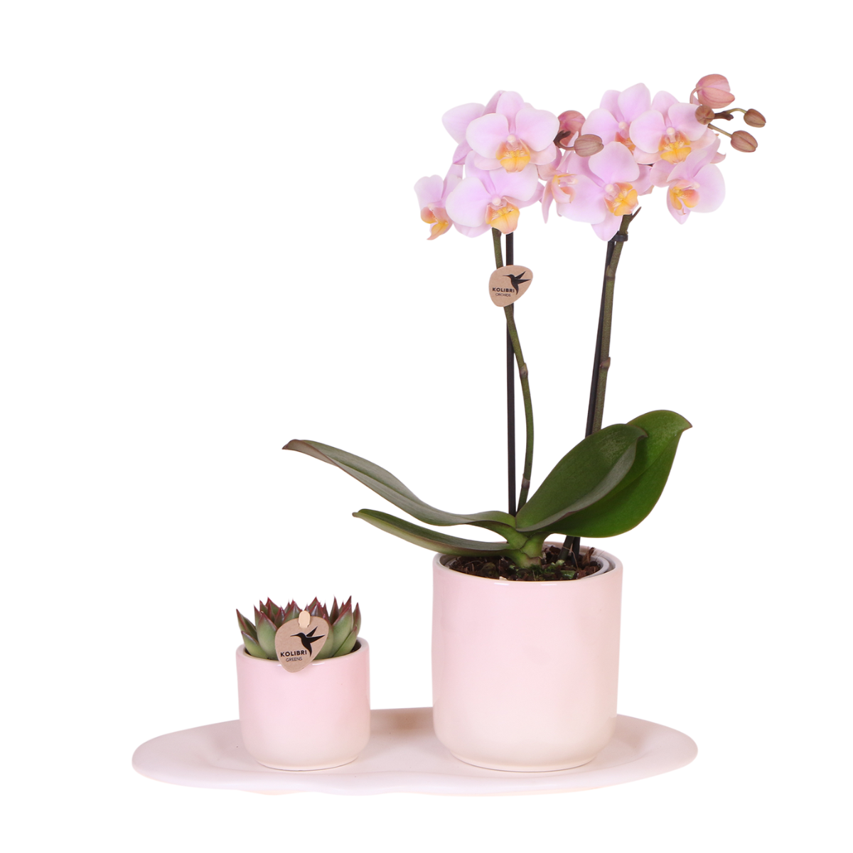 Plantenset Valentine Baby Pink Roze Phalaenopsis Orchidee Andorra en Succulent incl. keramieken sierpotten