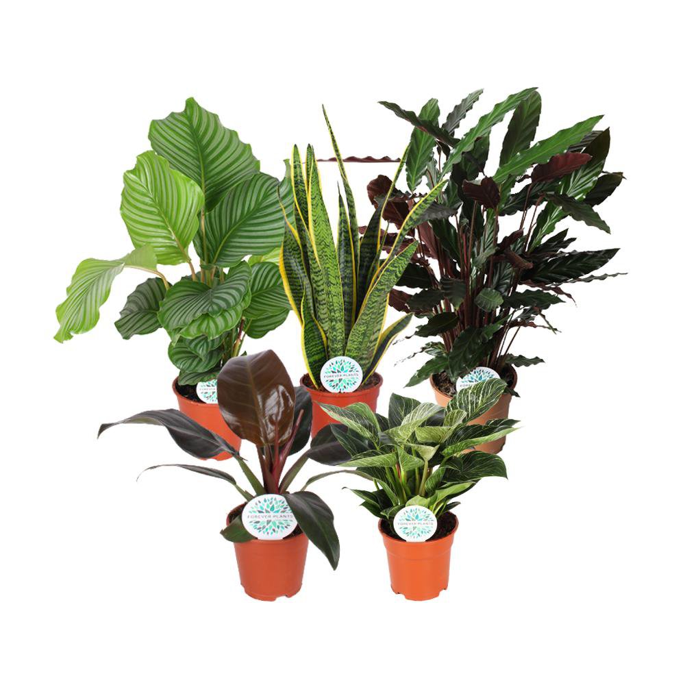 Urban Jungle Groen Mix 5 stuks Ø17cm - H30-60cm