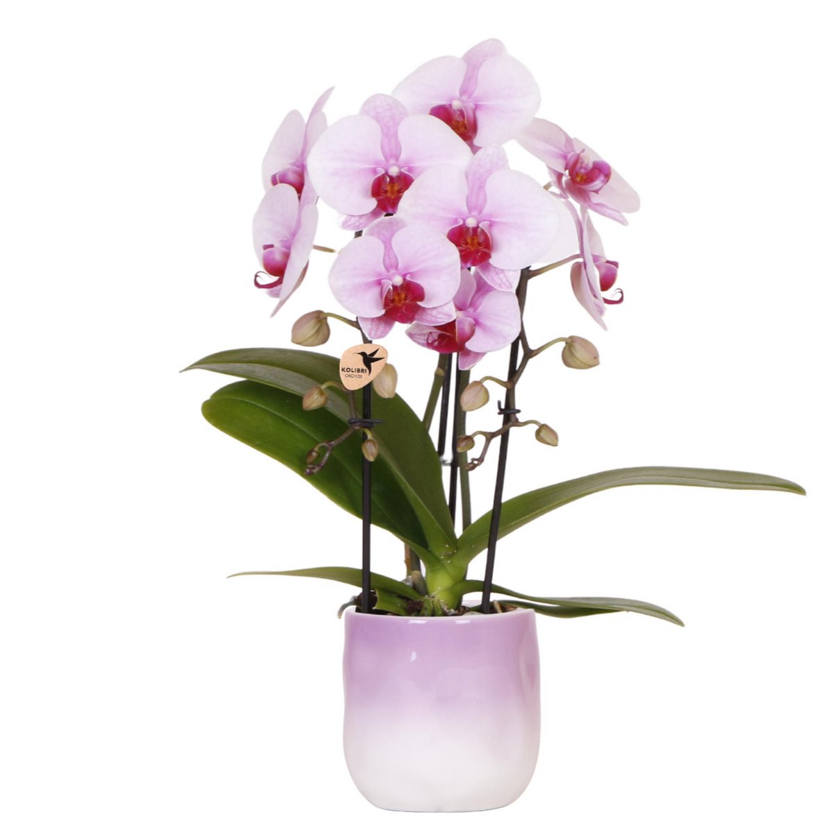 Pink Orchid Ombre Pot Pink White Ø9cm