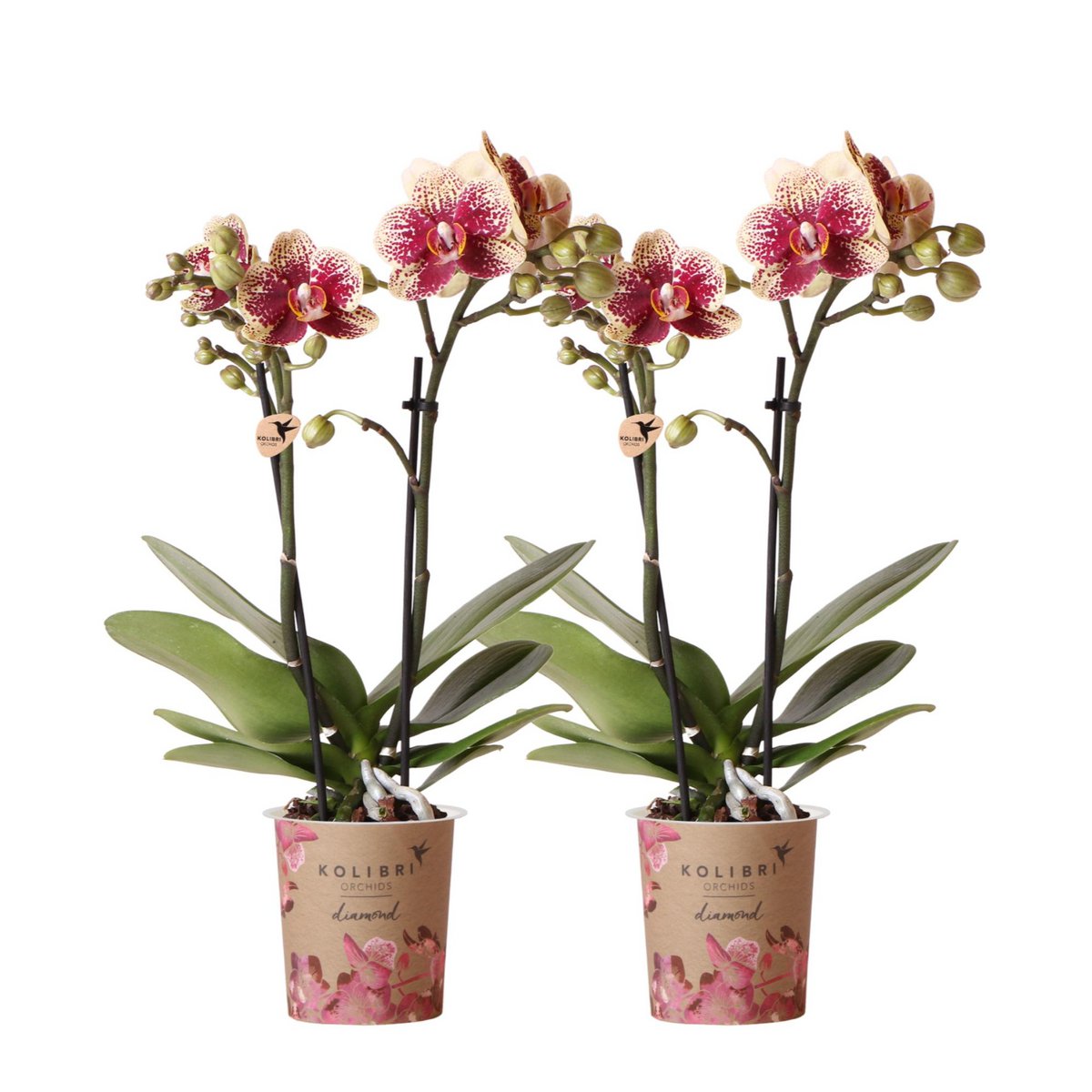 Bundel van 2 geel rode phalaenopsis orchideeën  potmaat Ø9cm