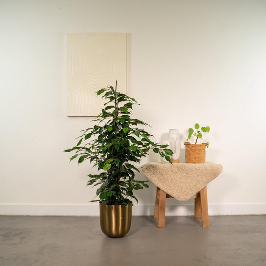 Ficus benjamina Danielle Ø21cm - H95cm