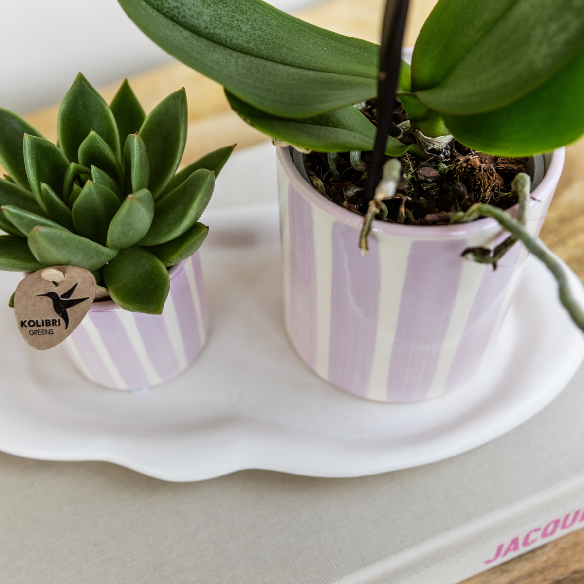Gift Set van roze orchidee Andorra en succulent in Pink Painting sierpot op cloud plate