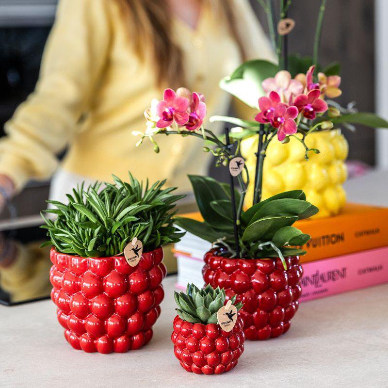 Plantenset Rode Phalaenopsis Orchidee en Succulenten incl. keramieken Berry sierpotten