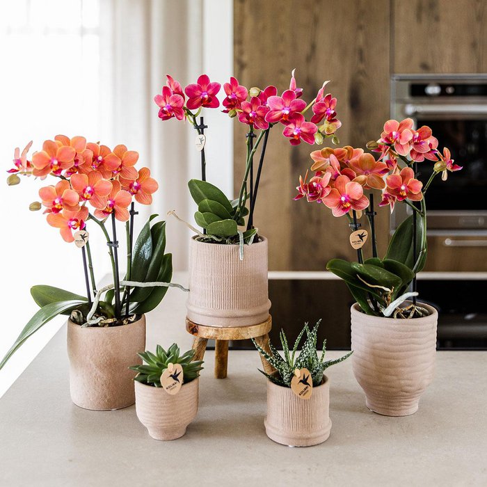 Rode orchidee Passion Sierpot Ø9cm