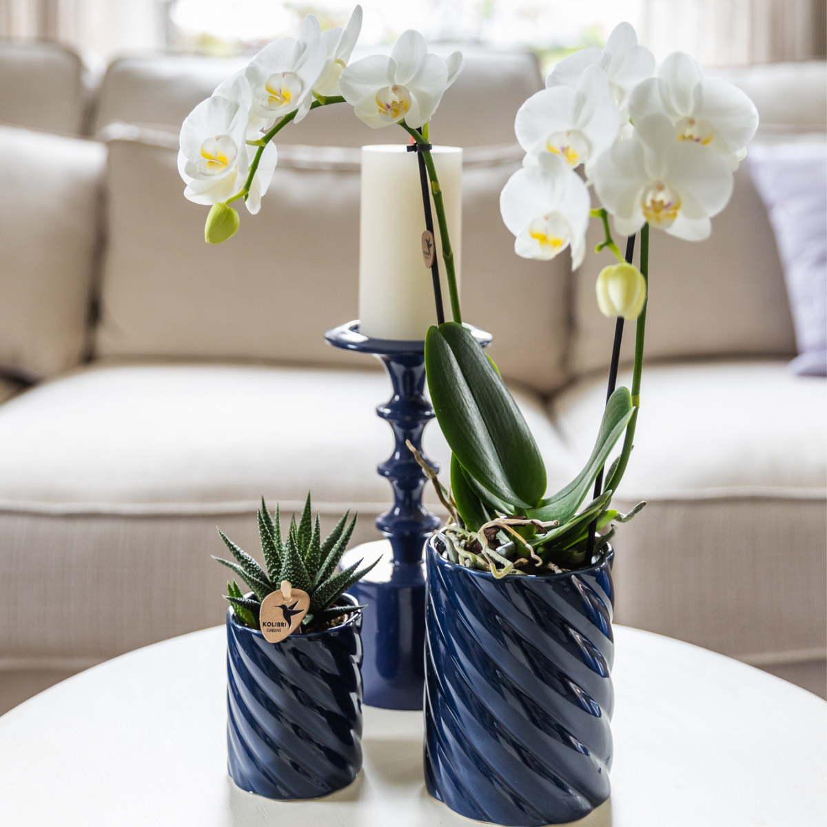 Gift Set van witte orchidee Amabilis en succulent in Snoep sierpotten blauw