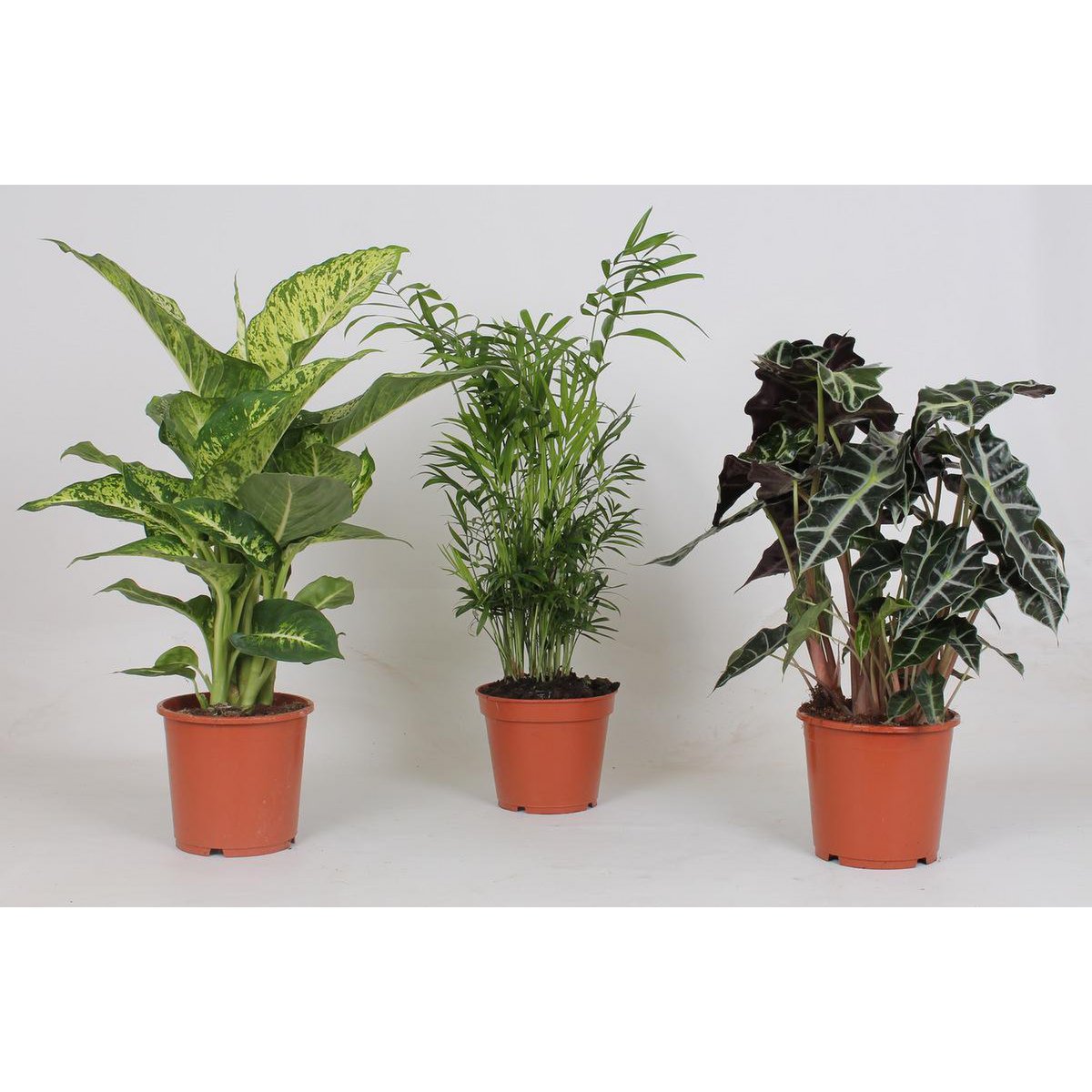 Jungle Planten Mix 3 stuks Ø17cm - ↕45-55cm