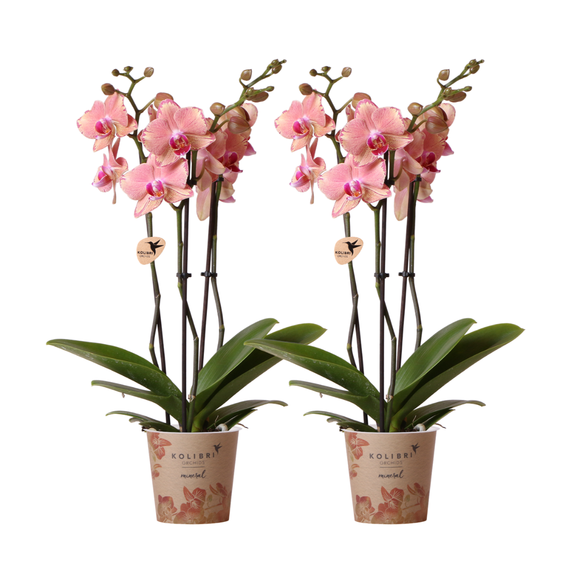 Bundel van 2 Phalaenopsis orchideeën Roze gecombineerd potmaat Ø12cm