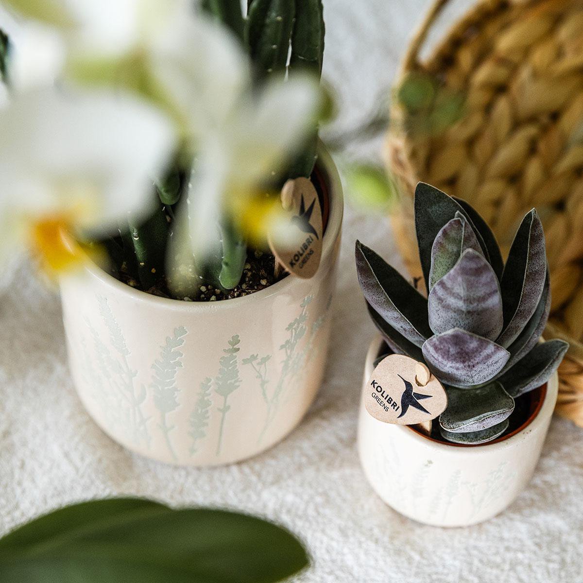 Bloom Harmony Gift Set Gele Phalaenopsis Orchidee &amp; Groene Planten in Sierpotten op Bamboe Plateau