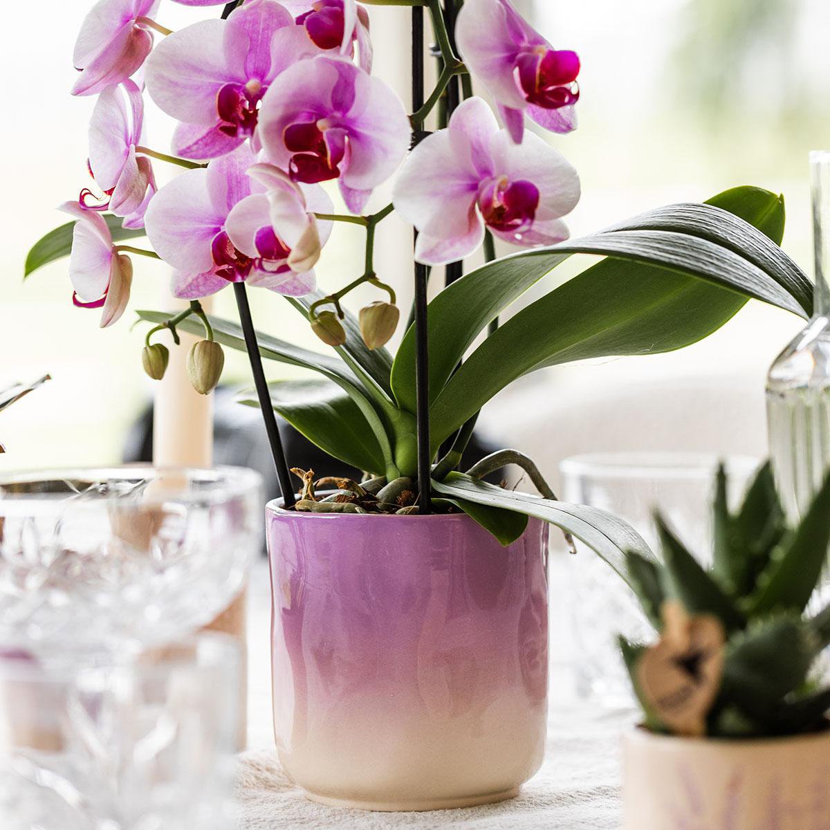 Pink Orchid Ombre Pot Pink White Ø9cm
