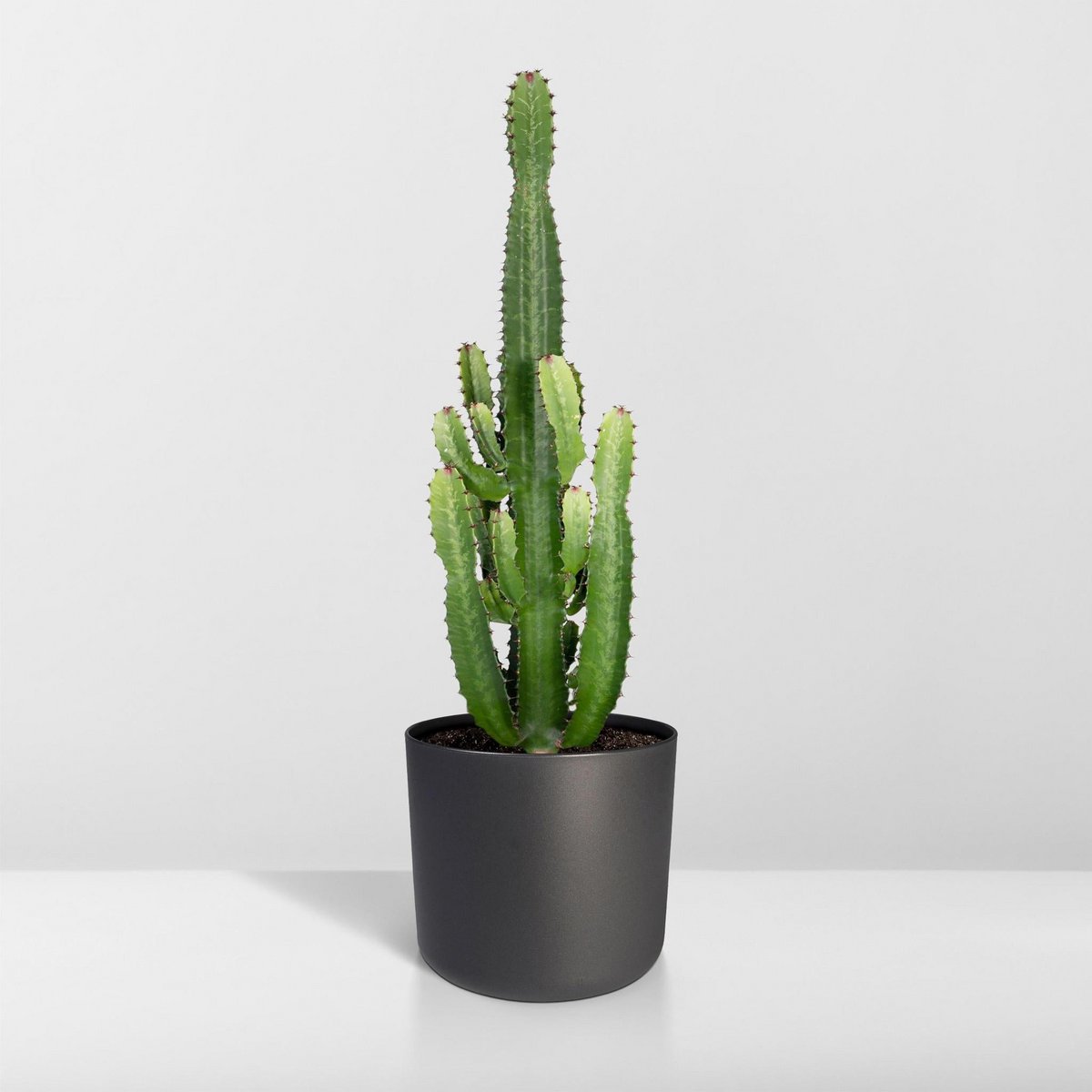 Euphorbia Acruensis Cactus Ø24cm - ↕60cm
