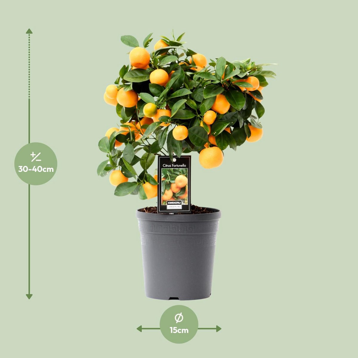 Citrus Calamondin - Ø15cm - ↕40cm Geurende Kamerplant met Vruchtenpotentieel Luchtzuiverend