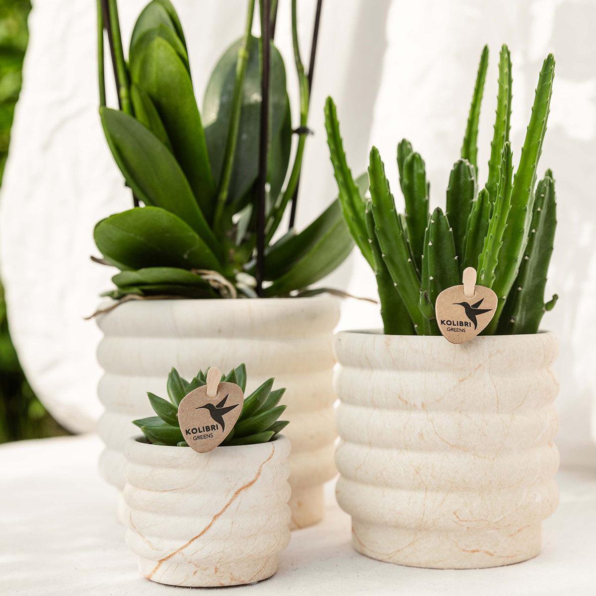 Plantenset Marble Set Witte Phalaenopsis Orchidee Lausanne en Succulent incl. keramieken sierpotten op wit organisch dienblad