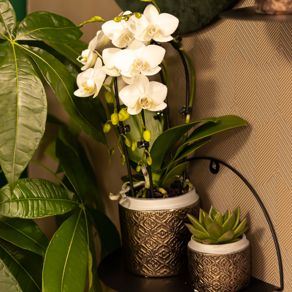 Witte Phalaenopsis Orchidee Ø9cm