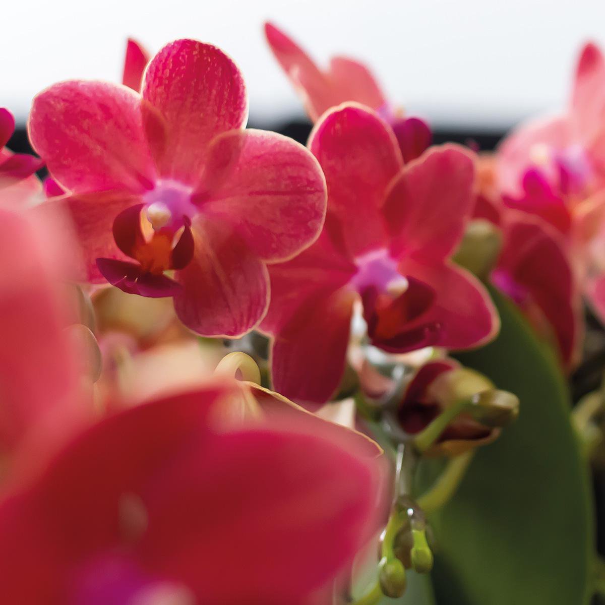 Bundel van 2 rode Phalaenopsis orchideeën potmaat Ø9cm