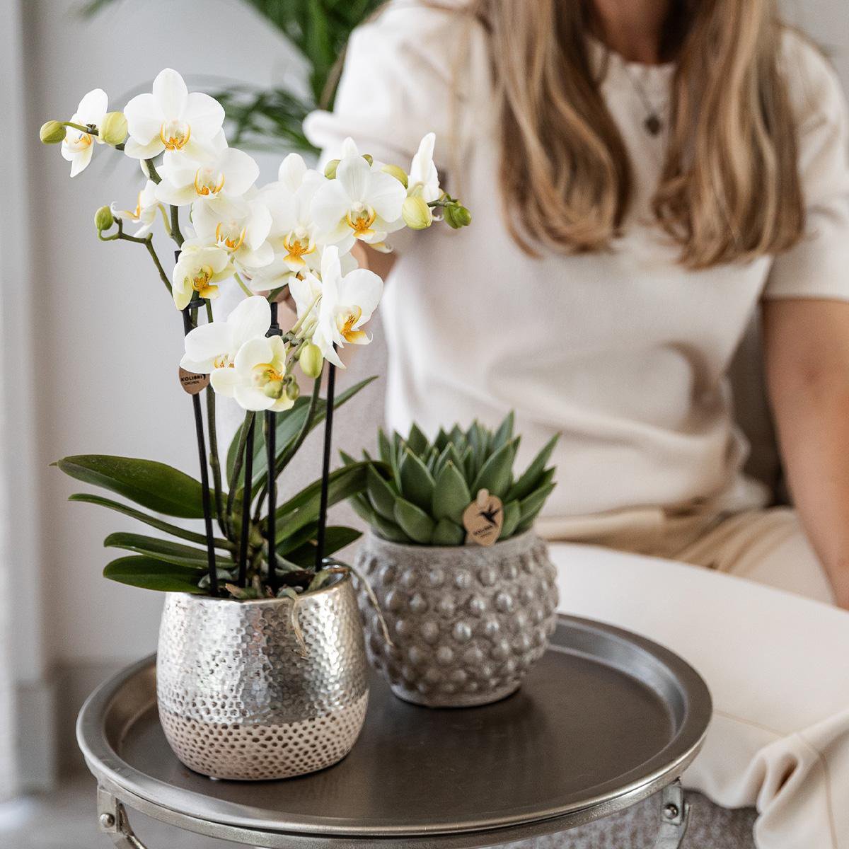 Witte Phalaenopsis orchidee luxe zilveren pot Ø9cm