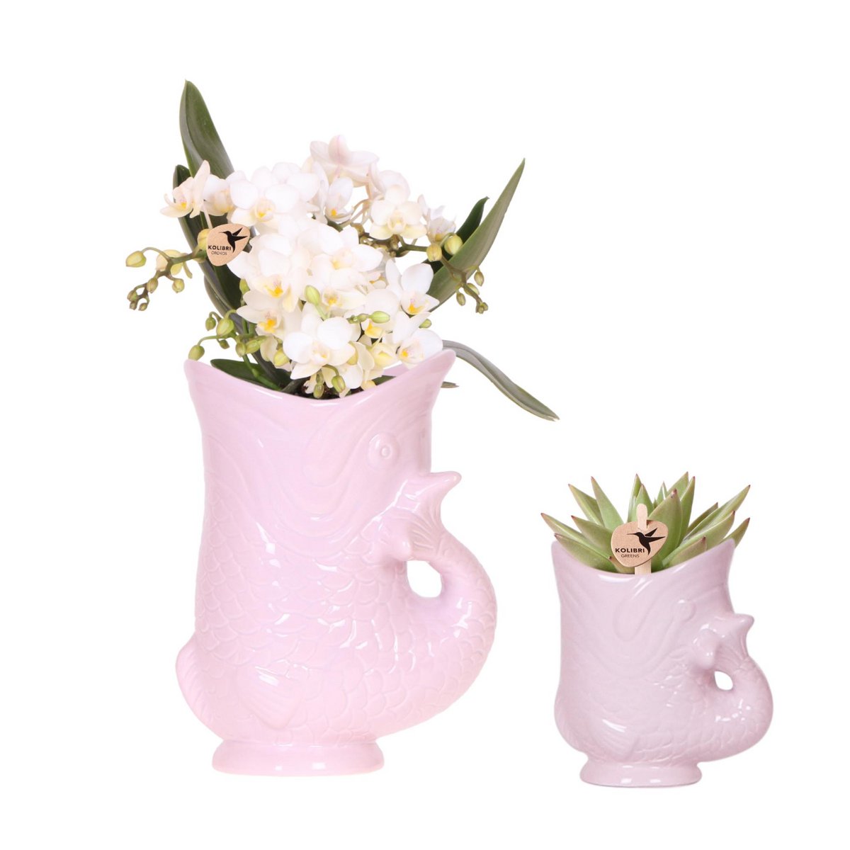 Set witte orchidee nazaré en sappig in visertsen babypink Ø9cm & Ø6cm