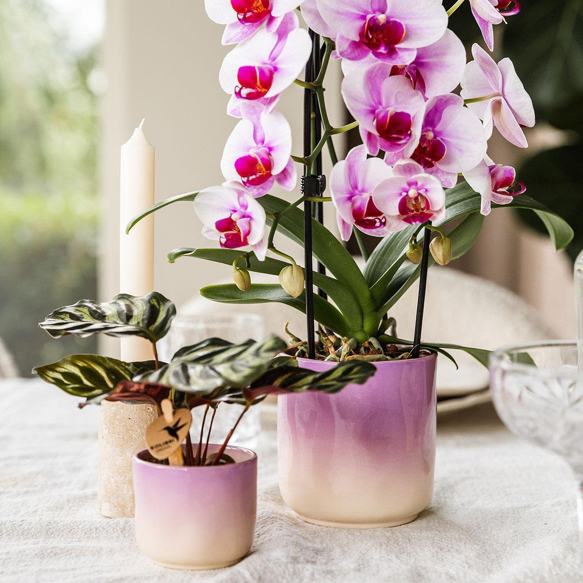 Pink Orchid Ombre Pot Pink White Ø9cm
