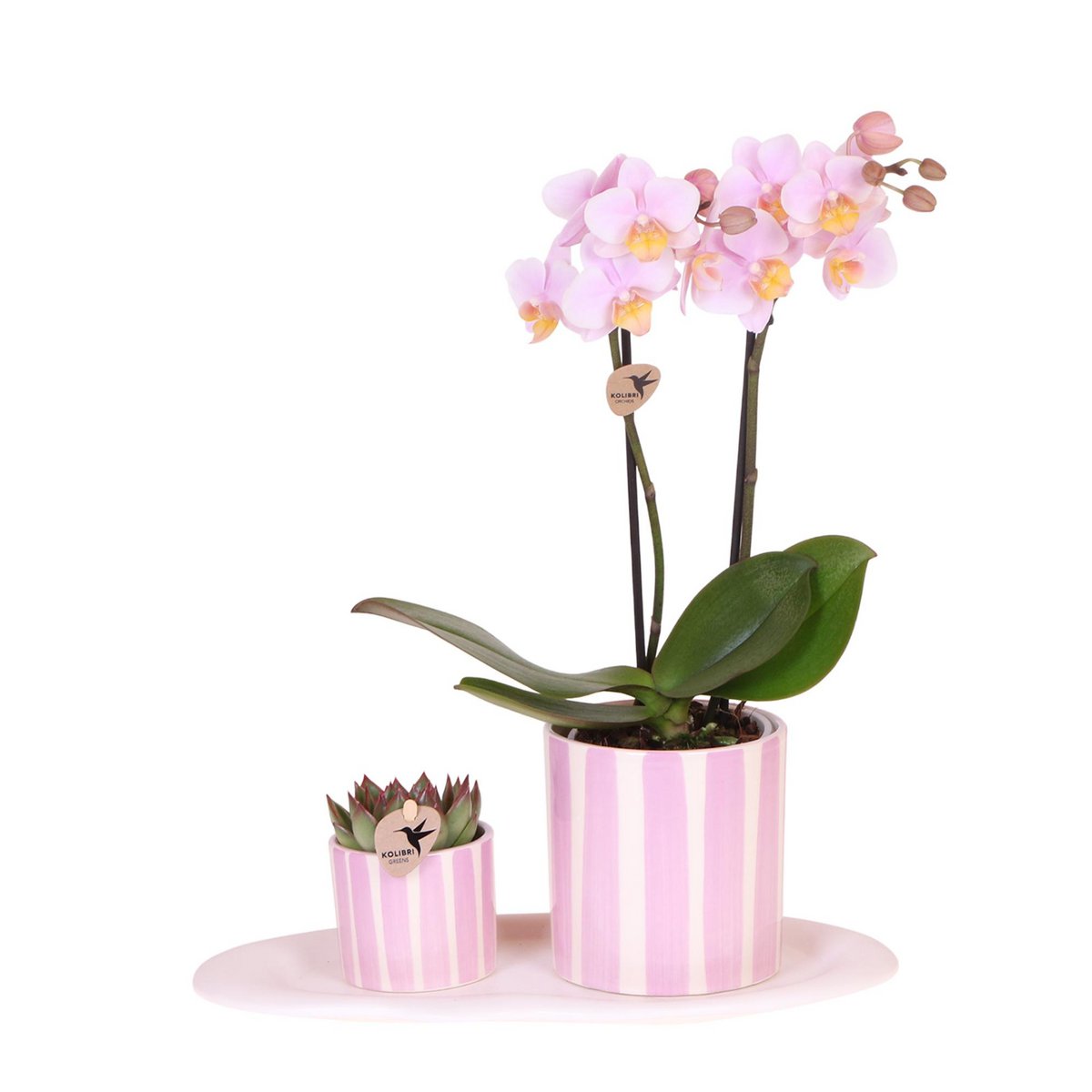 Gift Set van roze orchidee Andorra en succulent in Pink Painting sierpot op cloud plate