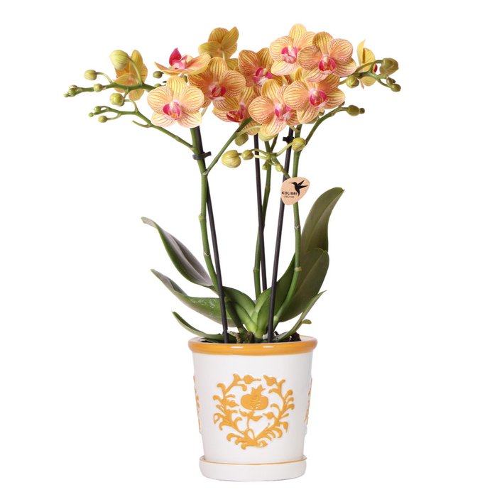 Oranje orchidee Dutch oranje sierpot Ø9cm