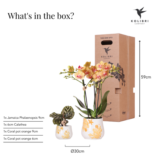 Plantenset Summer Ocean Oranje Set met oranje Phalaenopsis orchidee Ø9cm en groene palnt Calathea Ø6cm in keramieken sierpotten