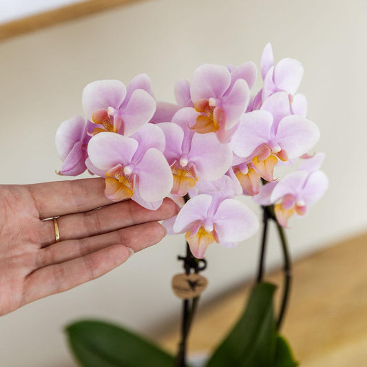 Roze phalaenopsis orchidee Pastel pot Pink potmaat Ø9cm