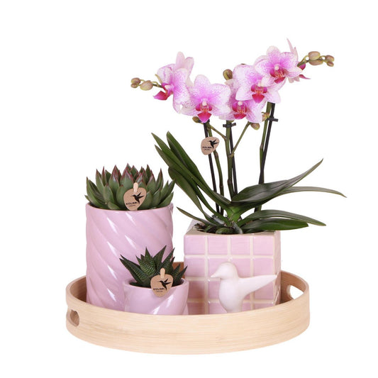 Bloom & Blush Gift Set met roze Phalaenopsis Orchidee en Succulenten incl. keramieken sierpotten