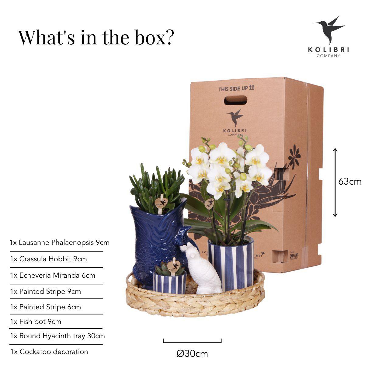 Plantenset Terra Glow Witte Phalaenopsis Orchidee Lausanne en Succulenten incl. keramieken sierpotten