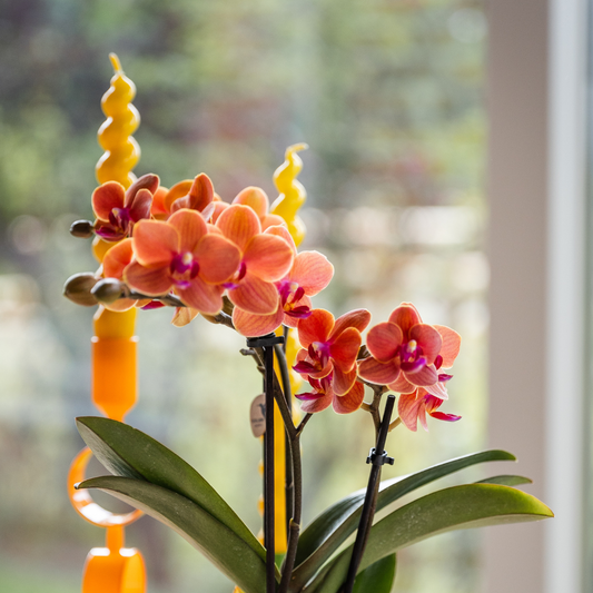 Oranje orchidee Zeesterren sierpot Ø9cm