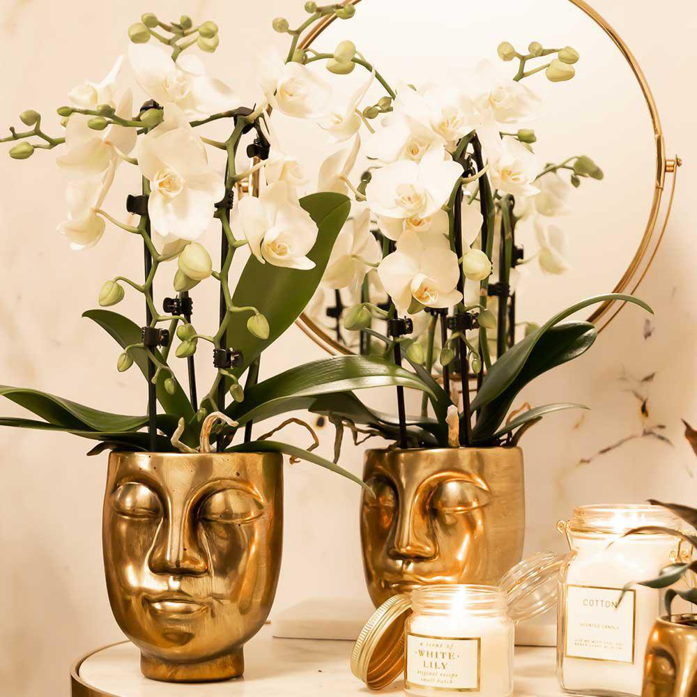 Witte Phalaenopsis Orchidee Ø9cm