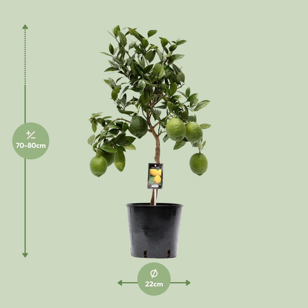 Citrus citroen boom Ø22cm - ↕80cm